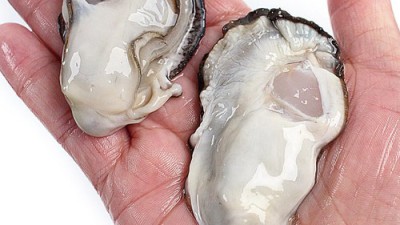 겨울 제철 굴맛 제대로! 석화통영생굴반각굴 솔직 후기 & 꿀팁 대방출! ✨